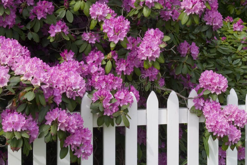 Rhododendrons and Picket Fence royalty free stock photography Rhododendrons and Picket Fence royalty free stock photography