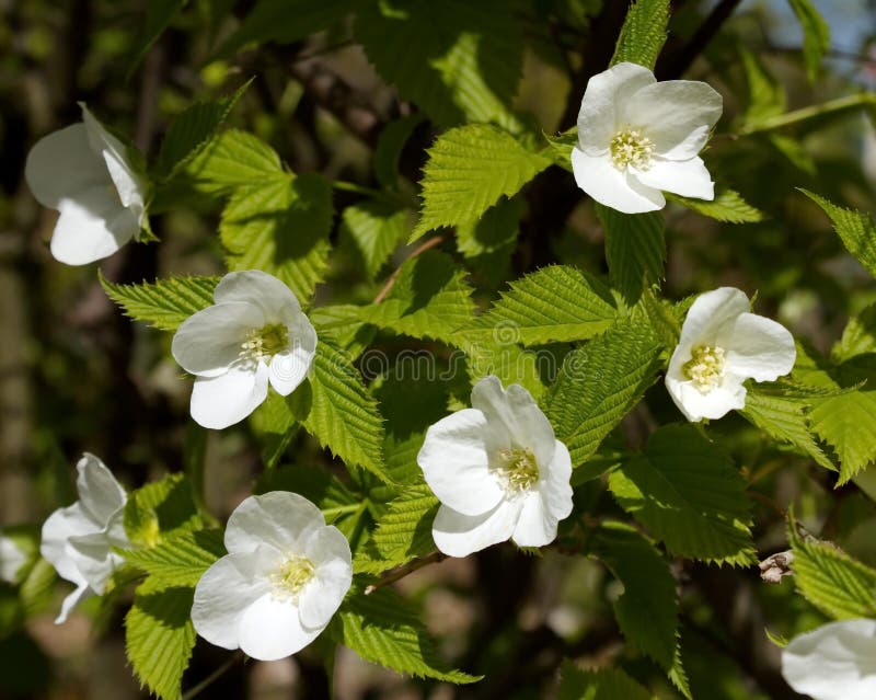 Rhodotypos scandens fotografering för bildbyråer Rhodotypos scandens fotografering för bildbyråer