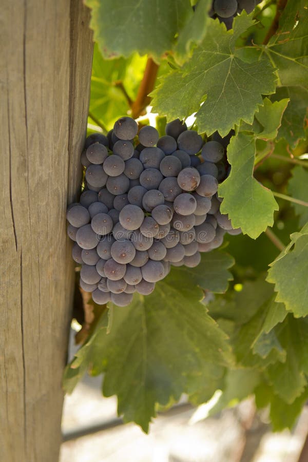 Rhone Grapes stock image. Image of leaves, outside, horizontal 31215747