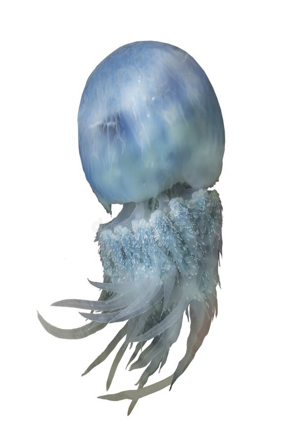 Rhopilema bleu de méduses de la mer du Japon photos stock Rhopilema bleu de méduses de la mer du Japon photos stock
