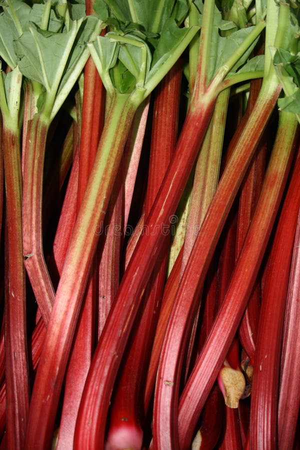 Fresh Rhubarb stock photo. Image of vegetable, stalk 19505068