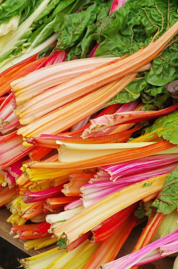 Rhubarb stock photo. Image of focus, bake, nature, botany 54094232
