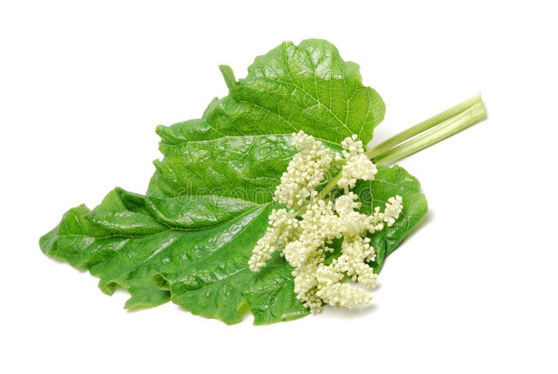 Rhubarb leaves and blooms isolated on white background