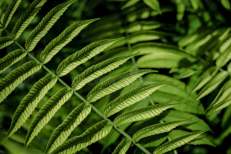 Rhus Typhina Leaves Texture Background . Sumac Tree Stock Photo - Image