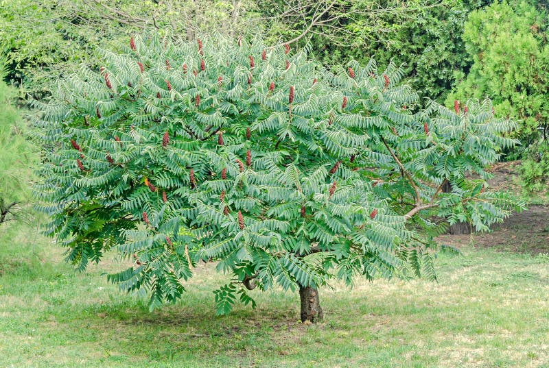 Rhus typhina tree seed, staghorn sumac or stag`s horn sumach