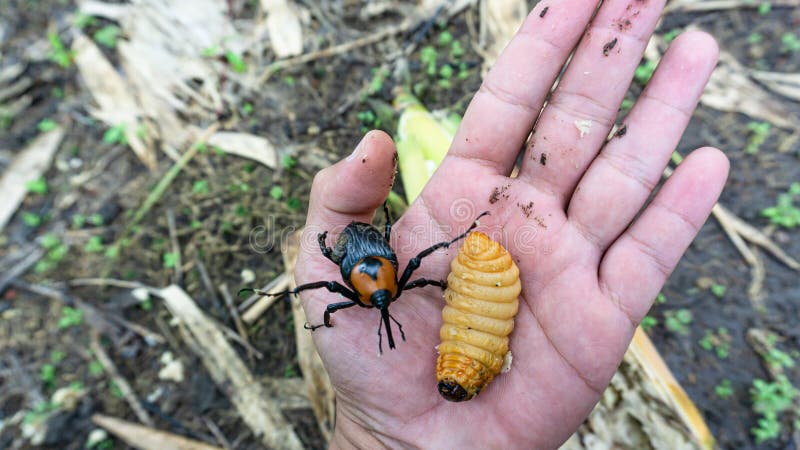 Rhynchophorus worm ferrugineus that is eating bamboo shoots