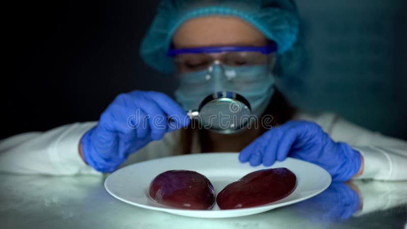 Ri?ones de examen de los cerdos del ayudante de laboratorio con la lupa, calidad alimenticia fotografía de archivo Ri?ones de examen de los cerdos del ayudante de laboratorio con la lupa, calidad alimenticia fotografía de archivo