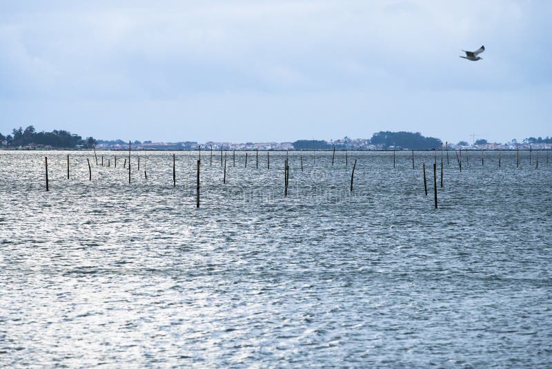 Ria de Arousa, Galicia Pontevedra