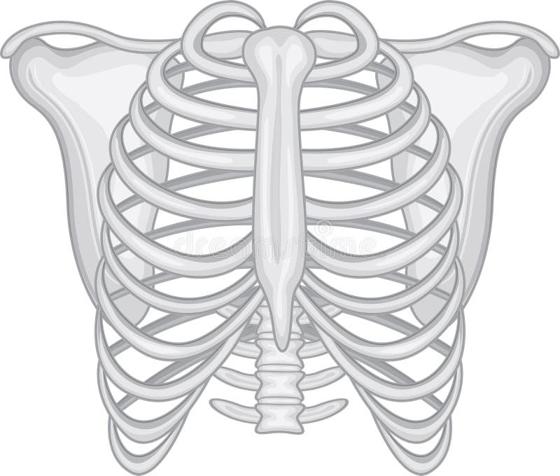 Rib cage. 