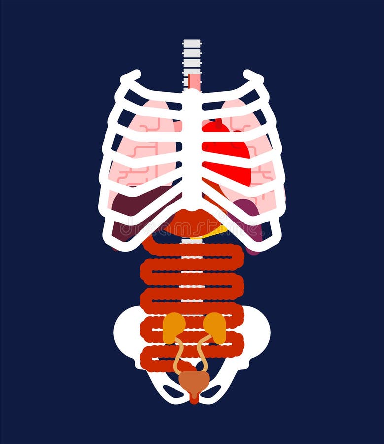 Rib Cage And Internal Organs Human Anatomy Systems Of Man Body Stock Vector Illustration Of Cage Medicine 129583545