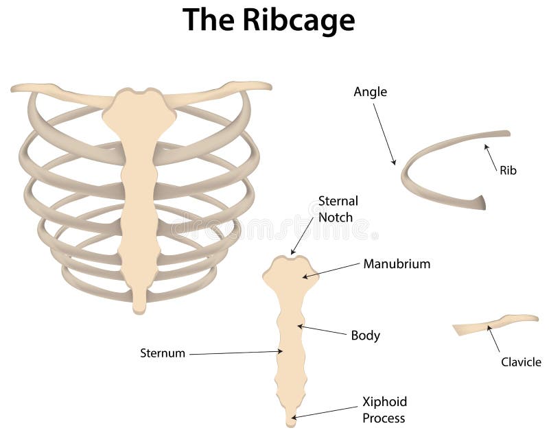The Rib Cage Labeled Diagram Stock Vector - Illustration of bone
