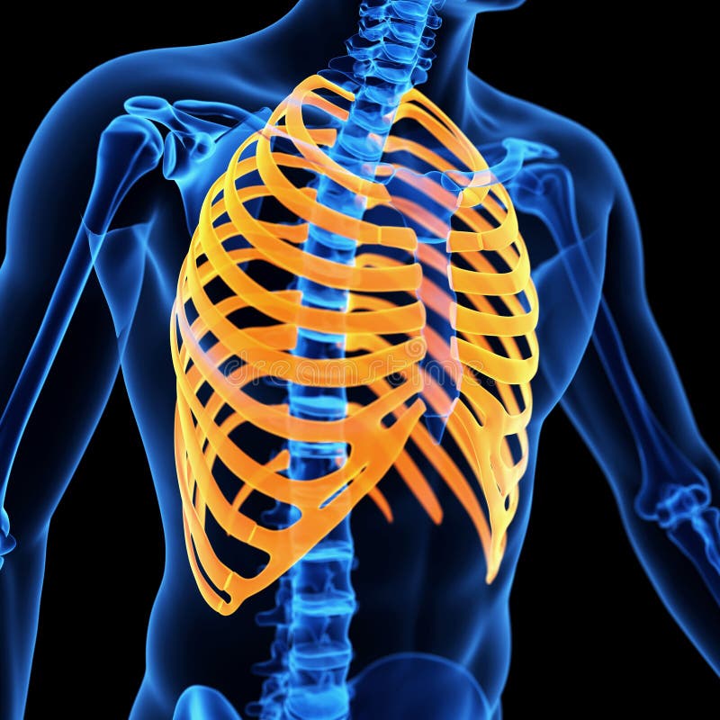 The rib cage stock illustration. Illustration of bone 56652759