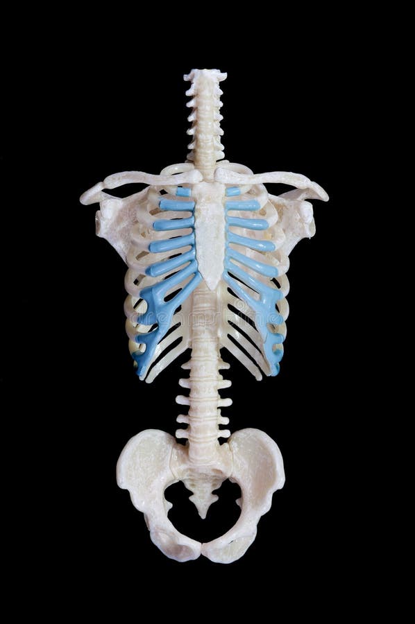 Black Iron Ribcage Skeleton