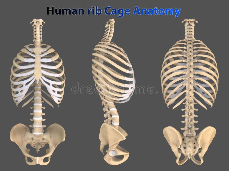 Discover the Fascinating Rib Cage Anatomy - Side View Explained! Click ...