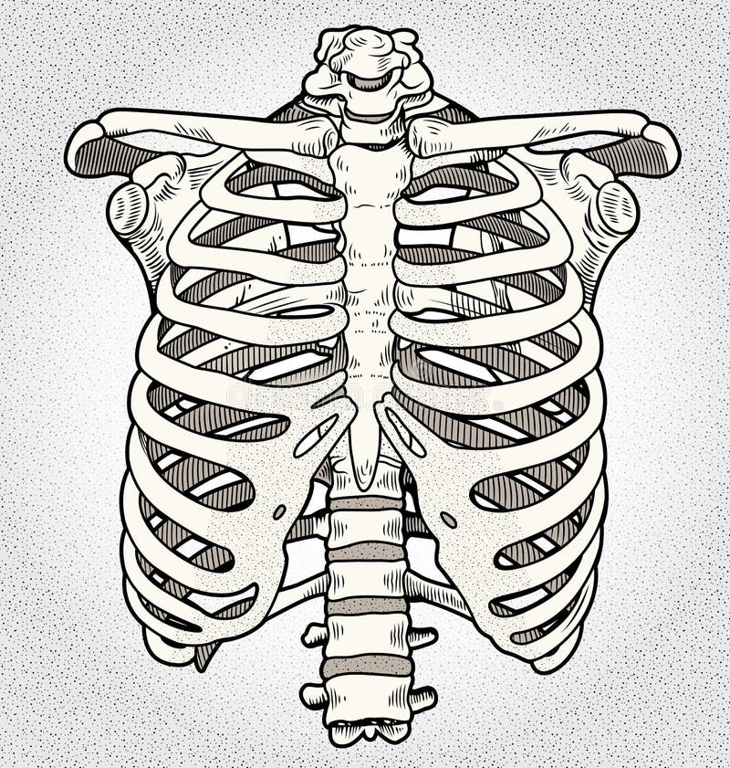 Ribcage Stock Illustrations – 1,008 Ribcage Stock Illustrations