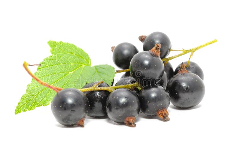 Ribes neri con il foglio verde immagine stock libera da diritti