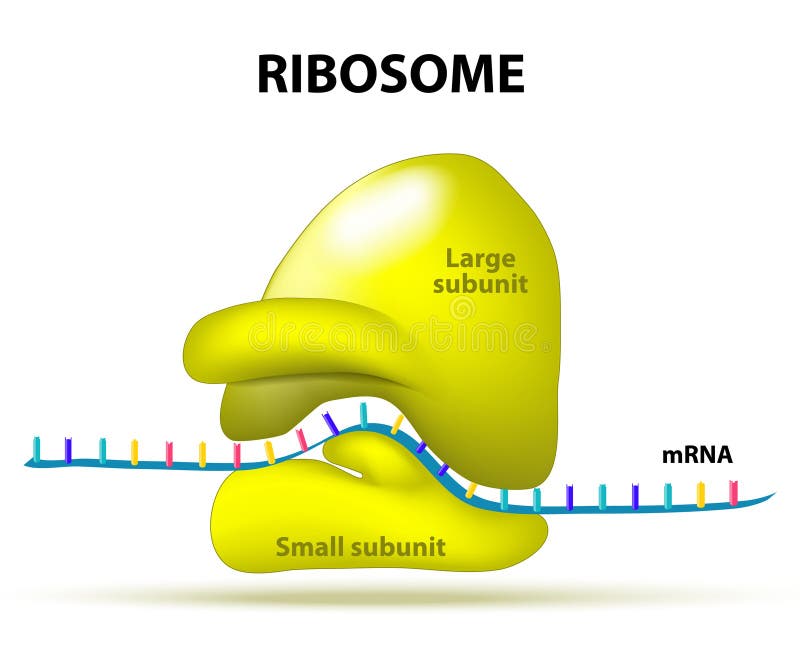 Ribosome stock vector. Illustration of science, occurs - 54691349