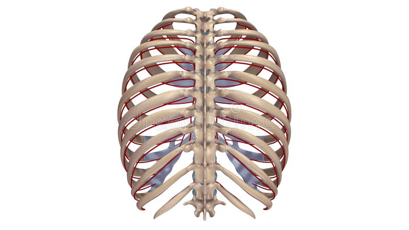 Rib Cage Posterior View