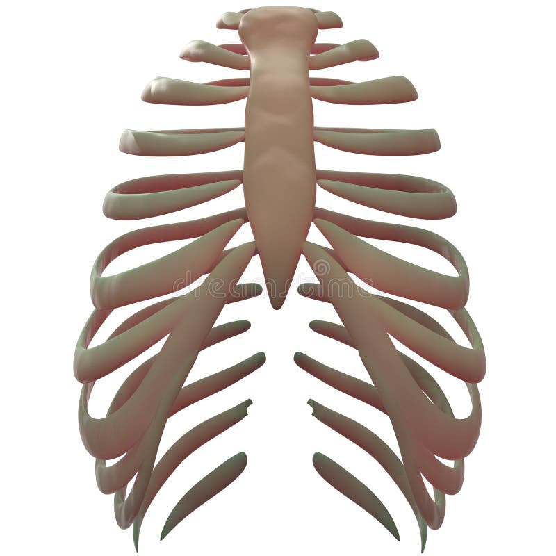 Lungs A Part Of Human Respiratory System Anatomy Stock Illustration