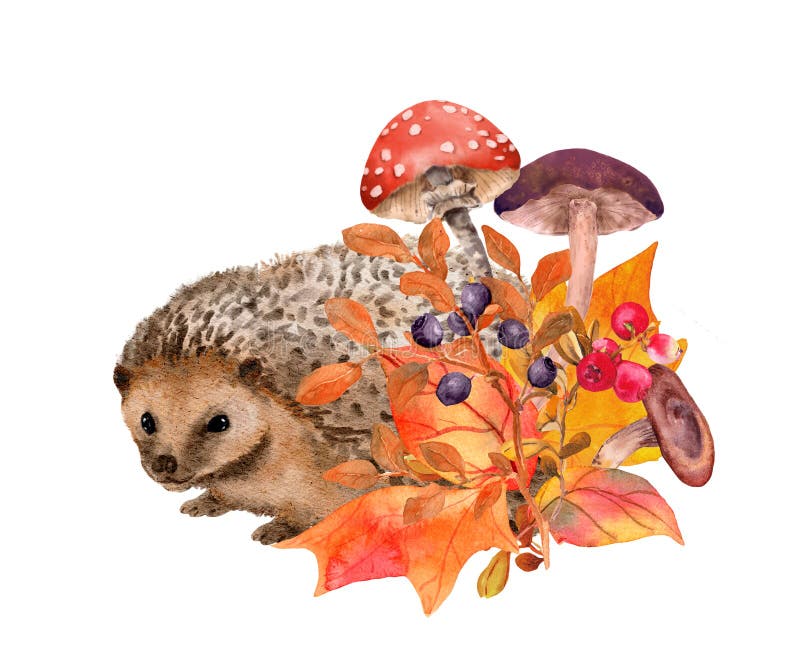 Riccio di foglie cadute. carta acquatica autunnale. funghi bacche forestali e piante selvatiche. fauna selvatica autoctona immagini stock libere da diritti