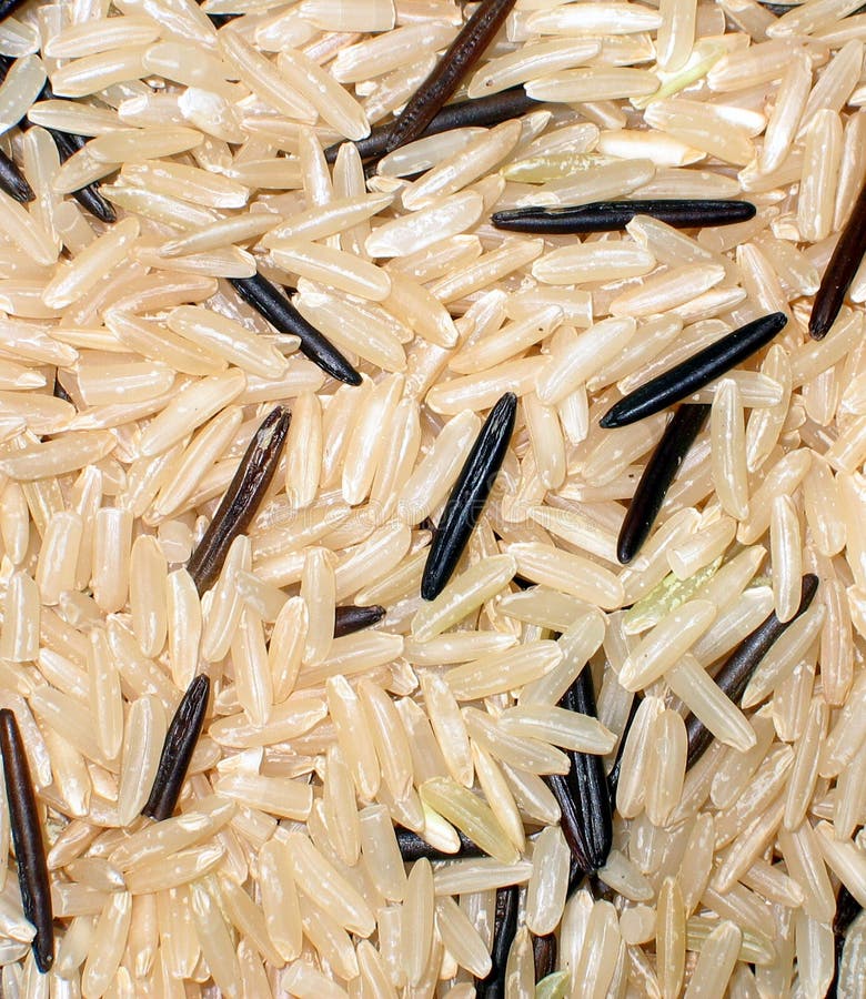 Rice royalty free stock images