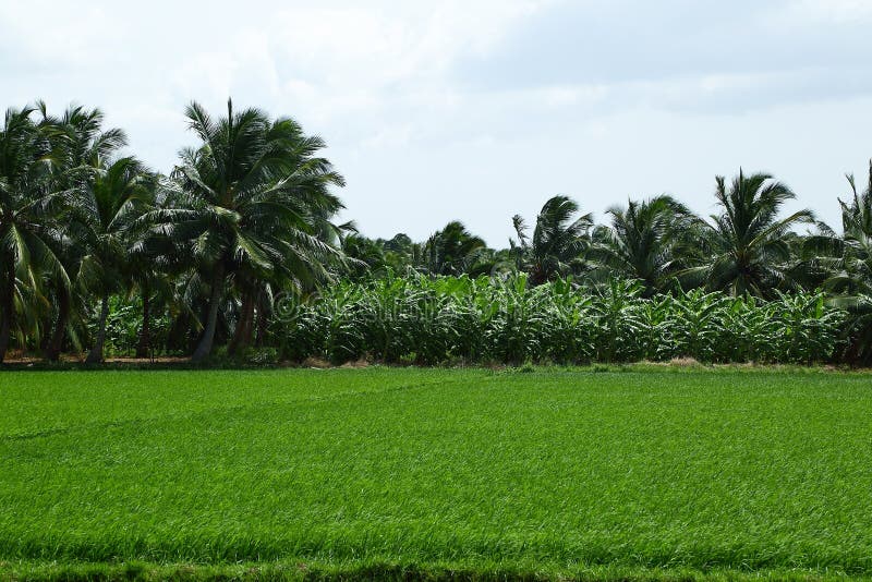 Tropisch, Banane a kokosnuss plantage.