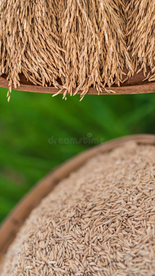 Jasmine Rice Seeds in Bamboo Basket with Green Rice Plant Field Stock