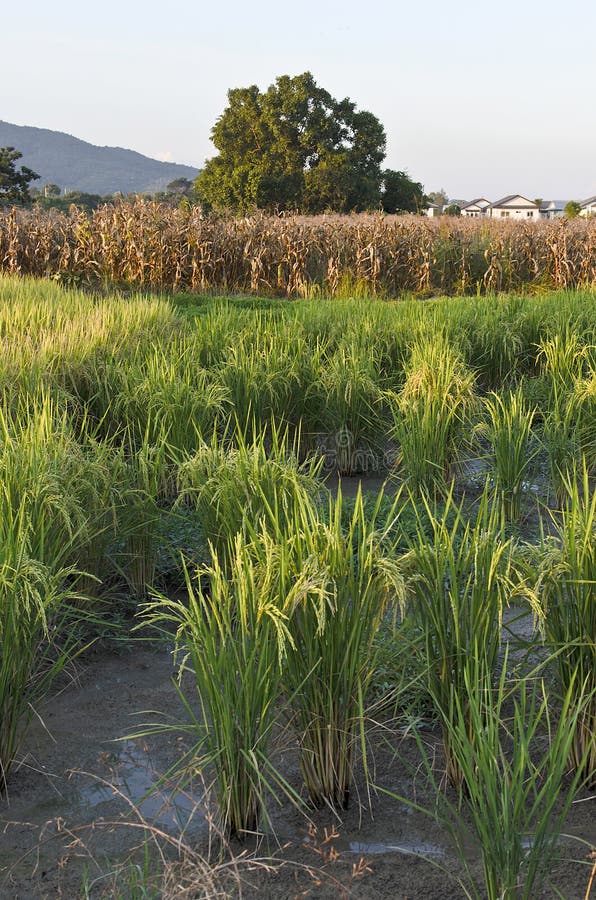 Rice and Corn Farm stock photo. Image of field, countryside 27769362