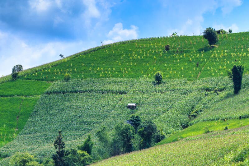 Rice and Corn Growing in Field Stock Image Image of leaf, environment