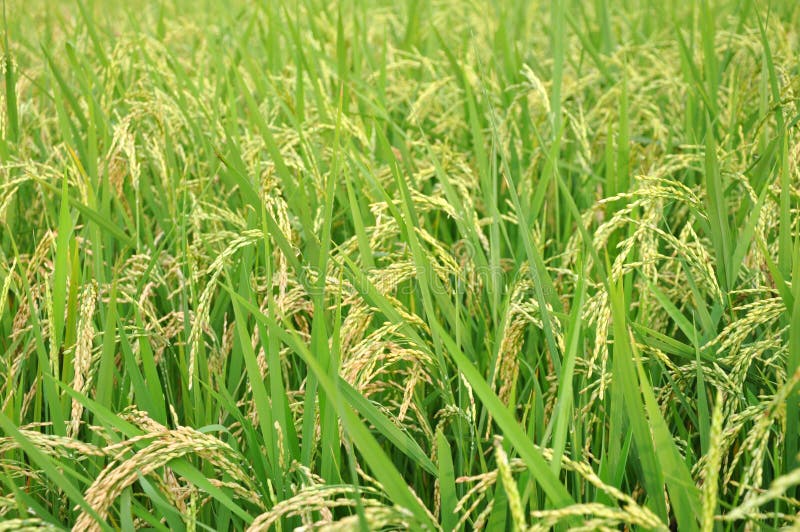 Rice crop stock image. Image of background, leaves, east - 12636309