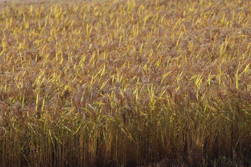 Rice crop before harvest stock photos Rice crop before harvest stock photos
