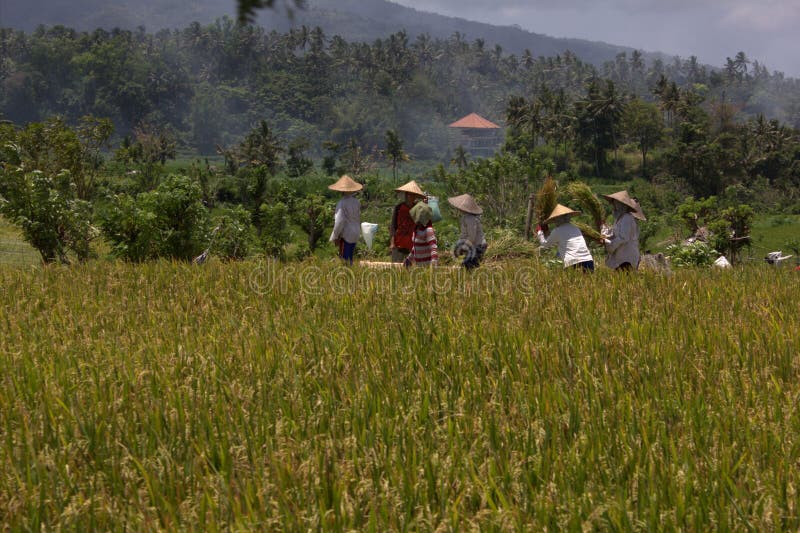 Rice culture in Bali