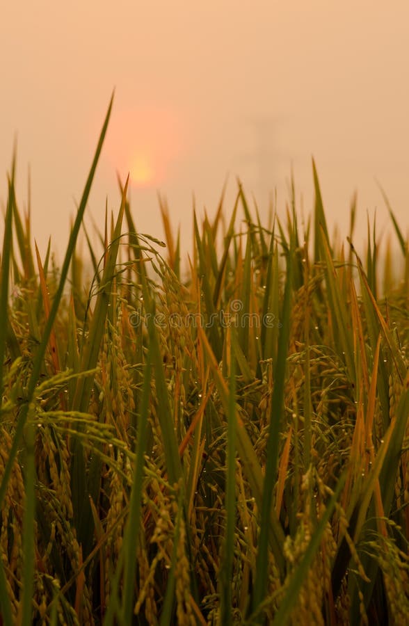 Rice farm