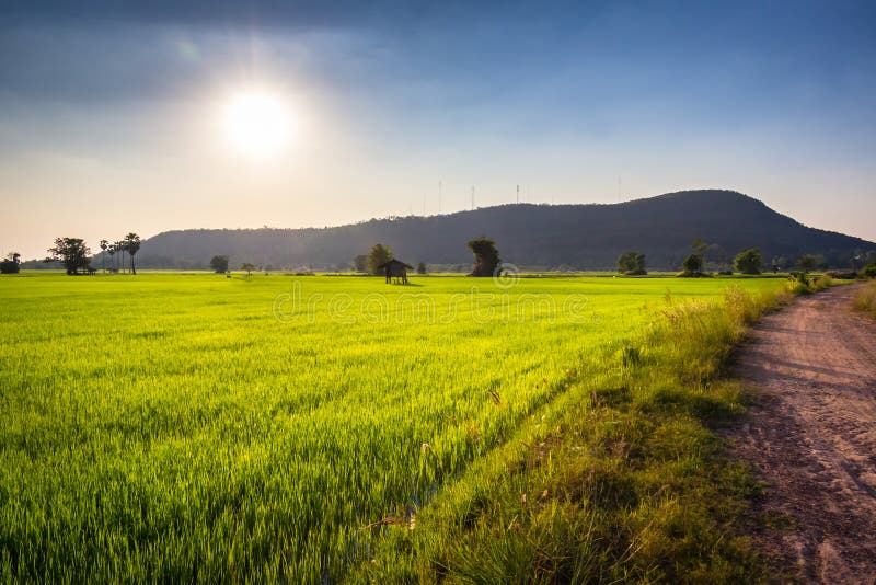 Rice farm and sunlight