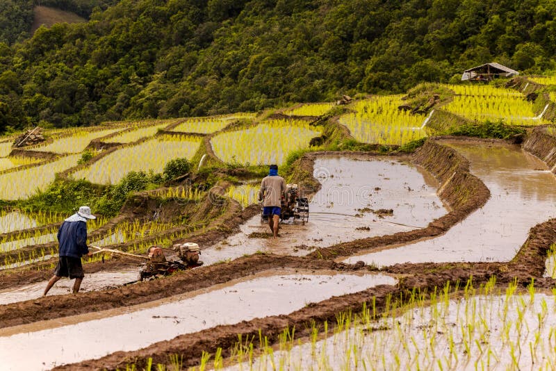 Rice farmers on rice field on terraced in north Thailand, Mae jam, Chiang Mai, Thailand. royalty free stock photos Rice farmers on rice field on terraced in north Thailand, Mae jam, Chiang Mai, Thailand. royalty free stock photos