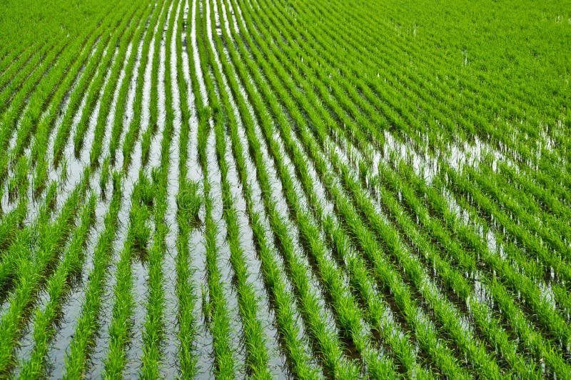 Rice farming stock photo. Image of landscape, gardening 18519776