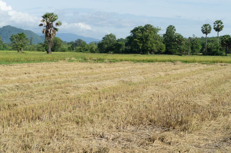 Beanfield Stock Photos Free & RoyaltyFree Stock Photos from Dreamstime