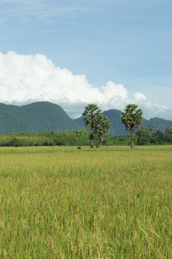 Beanfield Stock Photos Free & RoyaltyFree Stock Photos from Dreamstime