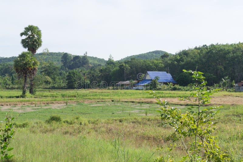 Beanfield Stock Photos Free & RoyaltyFree Stock Photos from Dreamstime