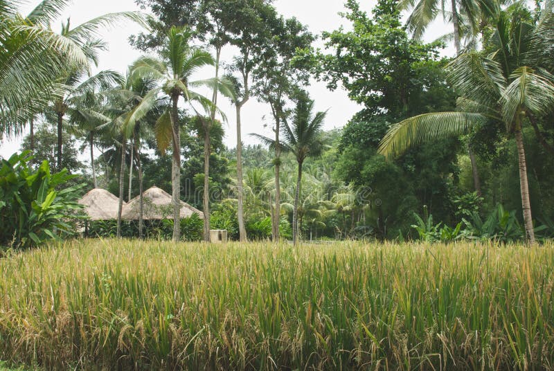 Rice field