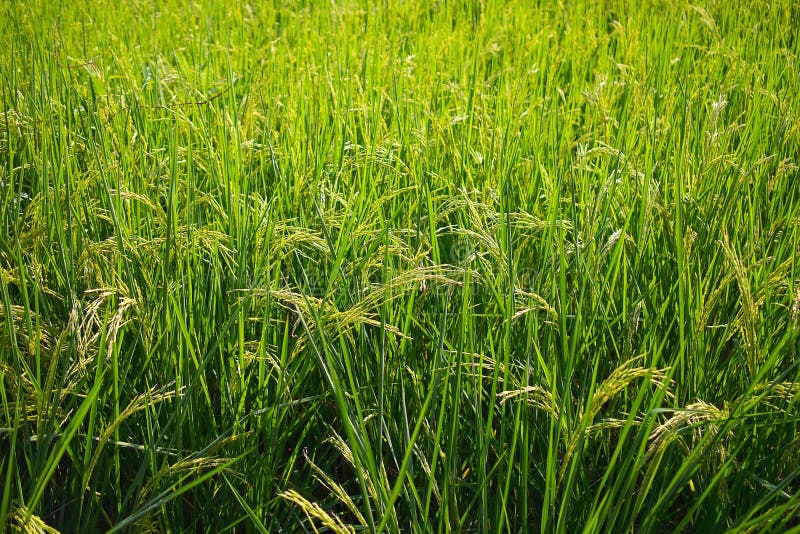 Rice field