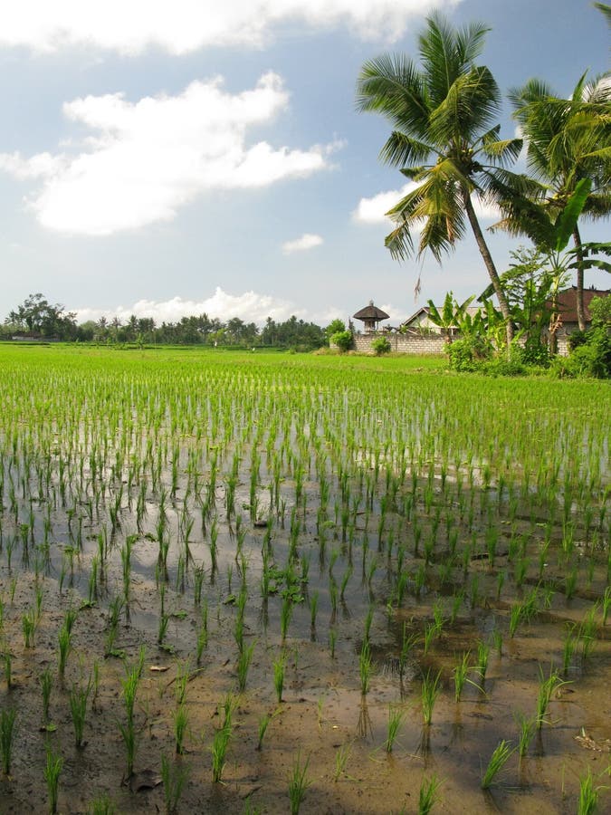 Rice field