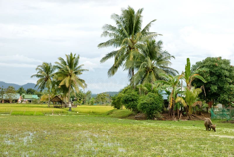 Rice Field