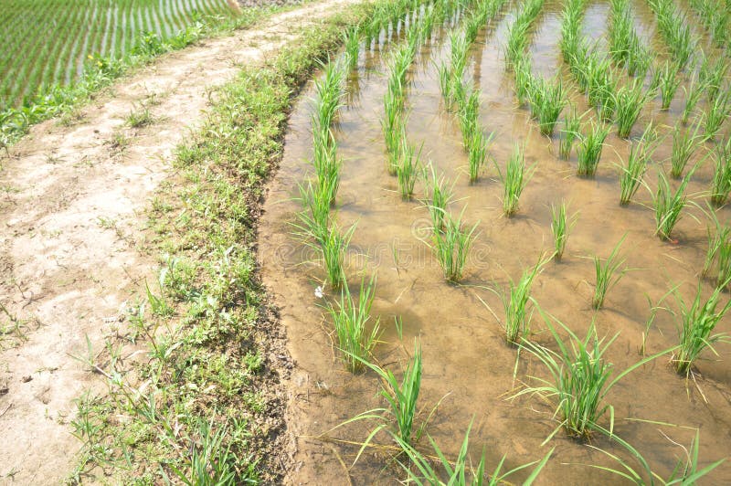 Rice field