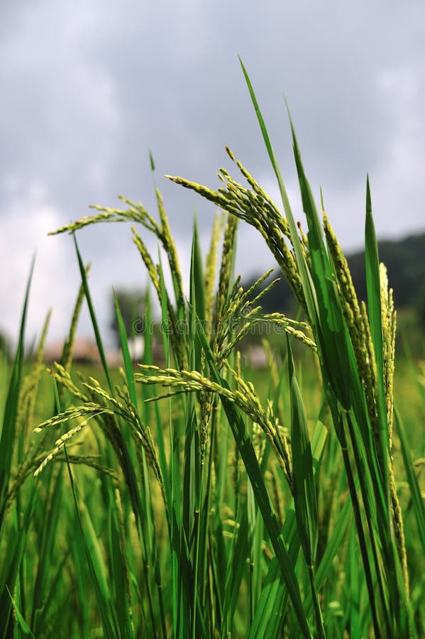 Rice field