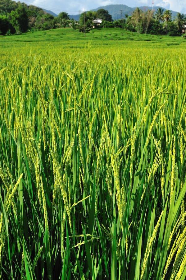 Rice field