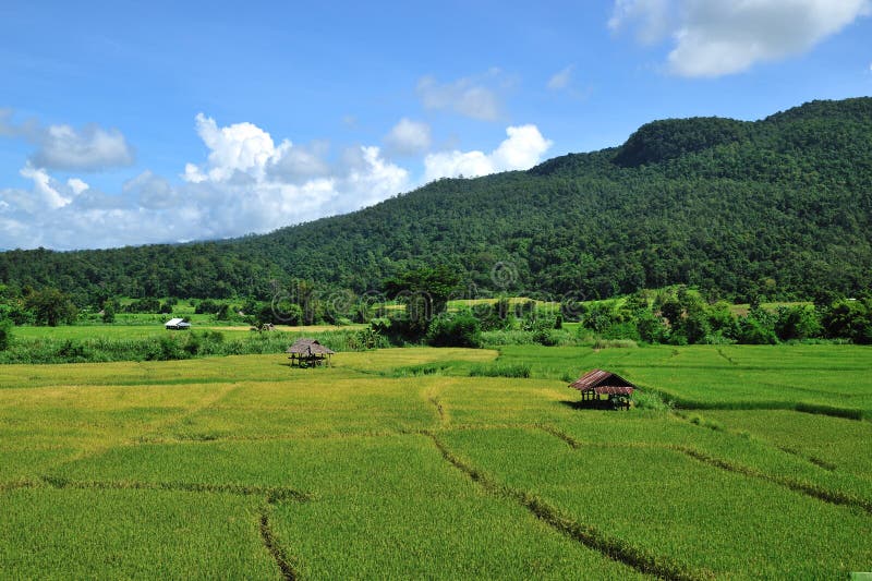 Rice field