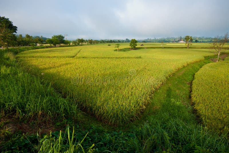 Rice field