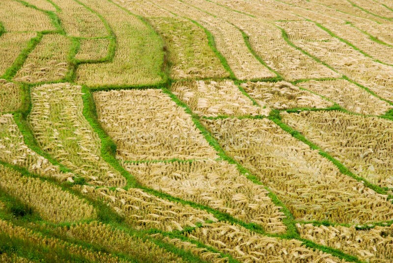 Rice Field