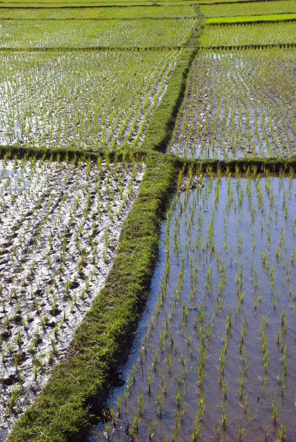 Rice field 2